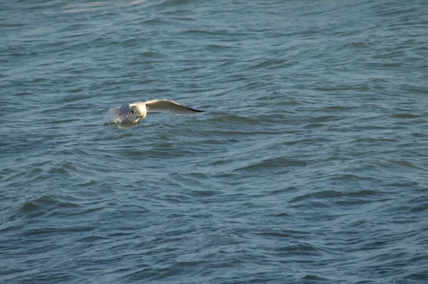 Close Beautiful Seagull Nature Seascape Sicily Italy Europe — Stock Photo, Image