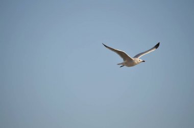 Yakın çekim güzel bir martı, Doğa, seascape, Sicilya, Italya, Avrupa