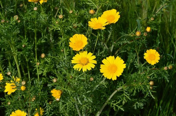 Närbild Vackra Vilda Prästkragar Natur — Stockfoto