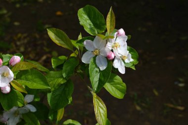 Güzel Elma Çiçeği, Doğa, Makro Yakın Çekim