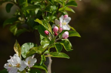 Güzel Elma Çiçeği, Doğa, Makro Yakın Çekim
