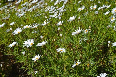 Bloom, Doğa bir Güzel Beyaz Papatya Bush Close-up