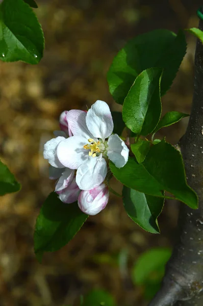 Крупним Планом Красивих Яблук Цвітіння Природа Макро — стокове фото