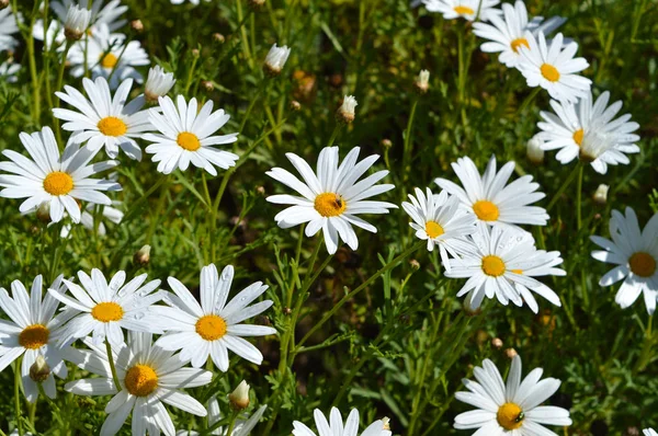 Nahaufnahme Eines Schönen Weißen Gänseblümchenstrauches Voller Blüte Natur — Stockfoto