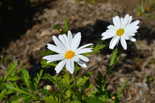 Nahaufnahme Eines Schönen Weißen Gänseblümchens Natur Makro — Stockfoto