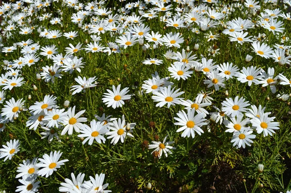 Nahaufnahme Eines Schönen Weißen Gänseblümchenstrauches Voller Blüte Natur — Stockfoto