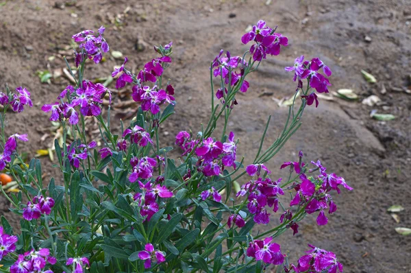 Κοντινό Του Hoary Λουλούδια Απόθεμα Απόθεμα Tenweeks Matthiola Incana Φύση — Φωτογραφία Αρχείου