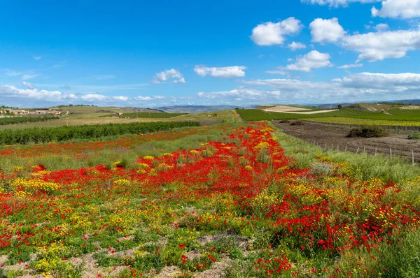 Hermoso Campo Amapola Roja Paisaje Siciliano Caltanissetta Italia Europa —  Fotos de Stock