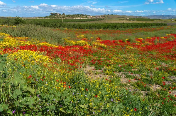 Schöne Rote Mohnfelder Sizilianische Landschaft Caltanissetta Italien Europa — Stockfoto
