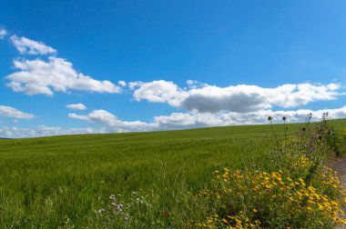 Green Hay Field, Mazzarino, Caltanissetta, Sicilya, İtalya, Avrupa
