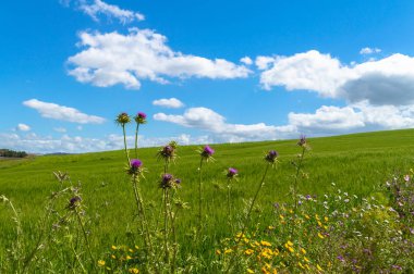 Güzel Sicilya Manzara, Mazzarino, Caltanissetta, İtalya, Avrupa