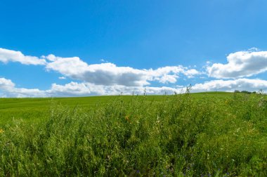 Green Hay Field, Mazzarino, Caltanissetta, Sicilya, İtalya, Avrupa