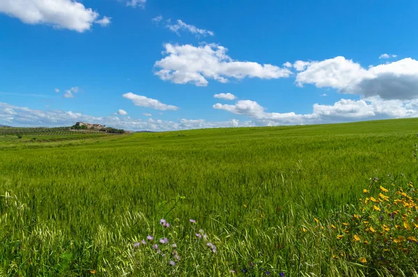 Green Hay Field, Caltanissetta, Sicilya, İtalya, Avrupa