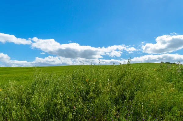 Green Hay Field, Mazzarino, Caltanissetta, Sicilya, İtalya, Avrupa