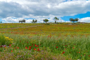 Güzel Bahar Sahnesi, Mazzarino, Caltanissetta, Sicilya, İtalya, Avrupa