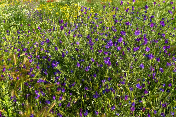 Meadow Viper Bugloss Kwiaty Blueweed Echium Vulgare Natura — Zdjęcie stockowe