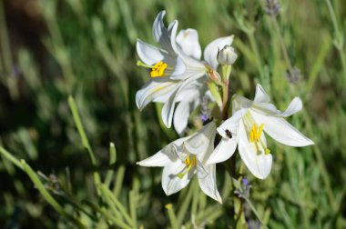 Madonna Lily, Lilium Candidum, Makro, Doğa yakın çekim