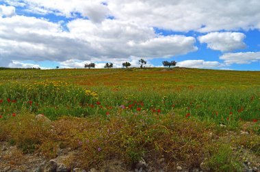 Güzel Bahar Sahnesi, Mazzarino, Caltanissetta, Sicilya, İtalya, Avrupa