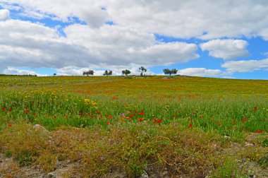 Güzel Bahar Sahnesi, Mazzarino, Caltanissetta, Sicilya, İtalya, Avrupa