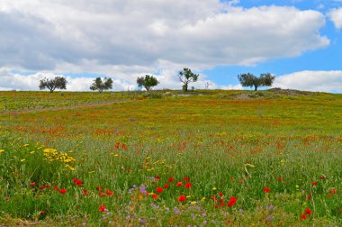 Güzel Bahar Sahnesi, Mazzarino, Caltanissetta, Sicilya, İtalya, Avrupa