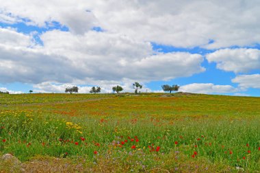 Güzel Bahar Sahnesi, Mazzarino, Caltanissetta, Sicilya, İtalya, Avrupa