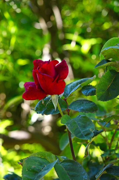 Close Beautiful Red Rose Nature Macro — Stock Photo, Image