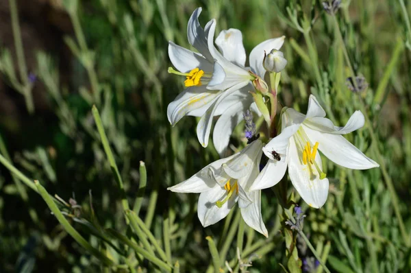 Madonna Lily, Lilium Candidum, Makro, Doğa yakın çekim