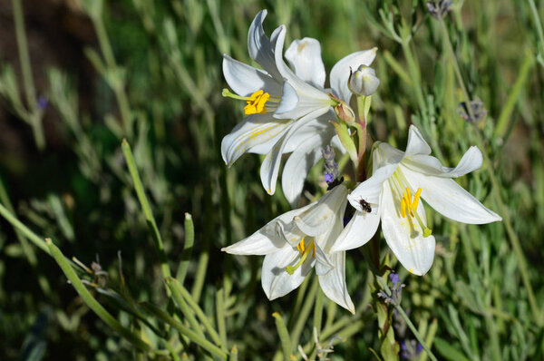 Close-up of Madonna Lily, Lilium Candidum, Macro, Nature