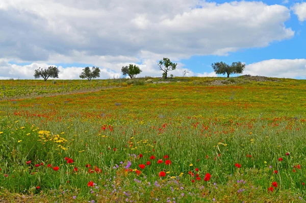 Wunderschöne Frühlingslandschaft Mazzarino Caltanissetta Sizilien Italien Europa — Stockfoto