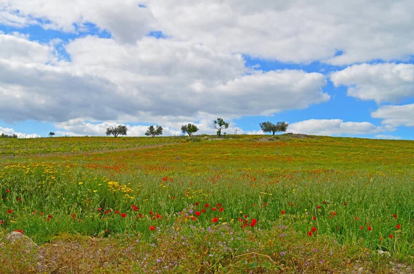 Mooie Lente Landschap Mazzarino Caltanissetta Sicilië Italië Europa — Stockfoto