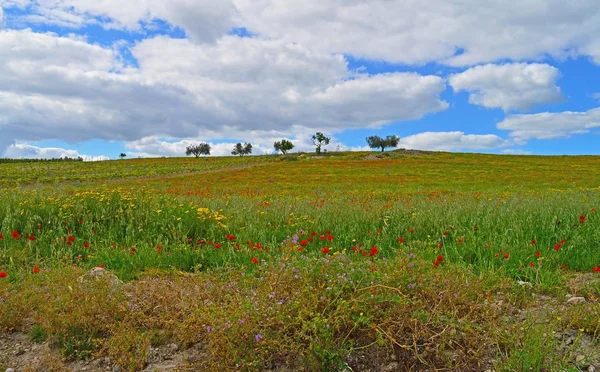 Mooie Lente Landschap Mazzarino Caltanissetta Sicilië Italië Europa — Stockfoto