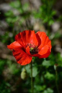 Güzel Bir Kırmızı Haşhaş Yakın Çekim, Doğa, Makro