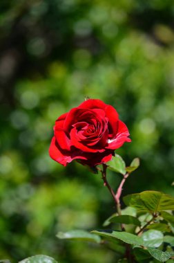 Güzel Bir Kırmızı Gülün Yakın Çekim, Doğa