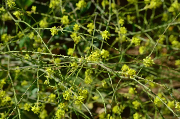 Close Charlock Mustard Bloom Sinapis Arvensis Flowers Nature Macro — Stock Photo, Image