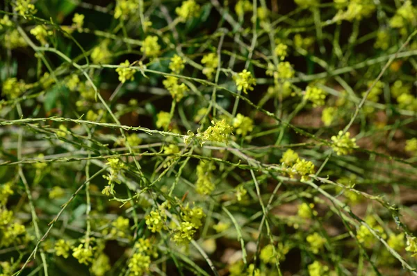 Zbliżenie Charlock Musztarda Bloom Sinapis Arvensis Kwiaty Natura Makro — Zdjęcie stockowe