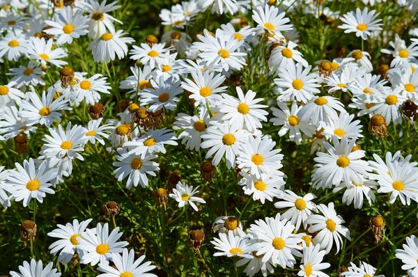 Daisy Bush Branco Flor Natureza — Fotografia de Stock
