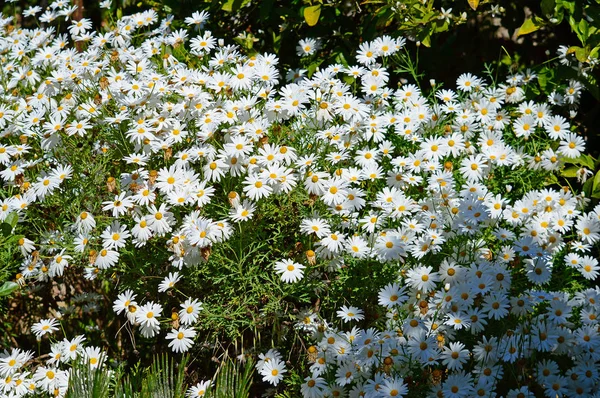 Daisy Bush Branco Flor Natureza — Fotografia de Stock