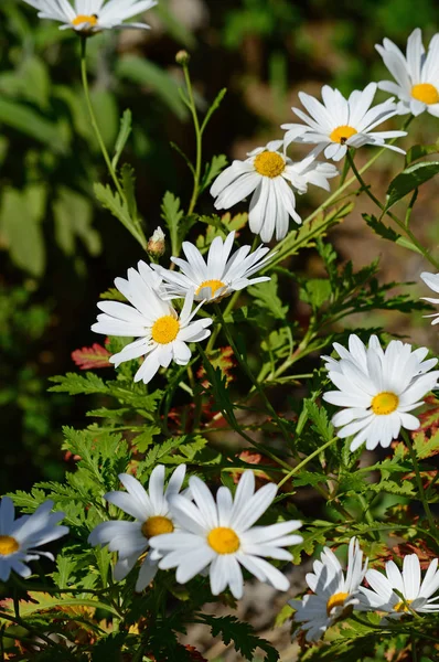 Wunderschöner Weißer Gänseblümchenbusch Natur Makro — Stockfoto