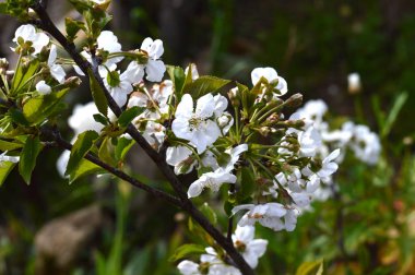 Beyaz kiraz çiçeklerin yakın çekim, Doğa, makro