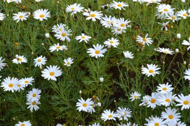 Bloom, Doğa'da Beyaz Papatya'nın Yakın Çekim