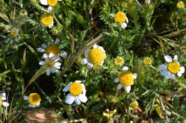 Papatya Papatyalarının Yakın Çekim, Doğa, Makro