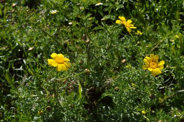 Sarı Yaban Papatyalarının Yakın Çekim, Doğa