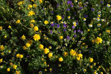 Güzel Bahar Çayırı, Doğa