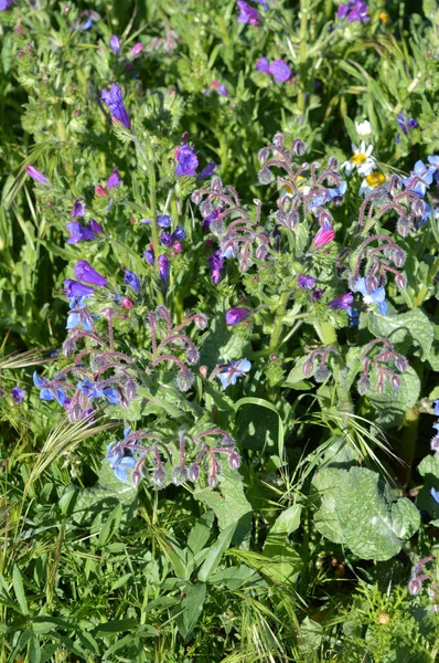 Zbliżenie Kwiatów Ogonki Starflower Natura — Zdjęcie stockowe