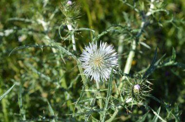 Close-up of Wild Thistle Blossom, Plumeless Thistles, Carduus, Nature, Macro clipart