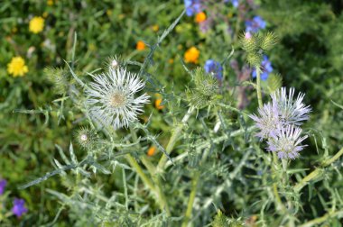 Wild Thistle Blossom, Plumeless Thistles, Carduus, Doğa, Makro yakın çekim
