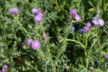 Wild Thistle Blossom, Plumeless Thistles, Carduus, Doğa, Makro yakın çekim