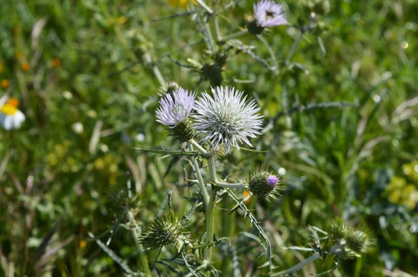 Zbliżenie Wild Thistle Blossom Plumeless Ostów Carduus Natura Makro — Zdjęcie stockowe