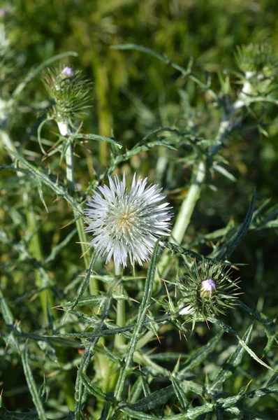 Blízkost Divokého Chrupácích Kvetoucích Plytných Thistles Carduus Příroda Macro — Stock fotografie