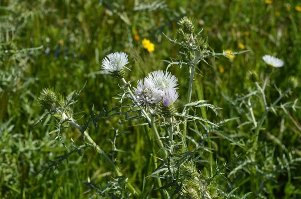 Zbliżenie Wild Thistle Blossom Plumeless Ostów Carduus Natura Makro — Zdjęcie stockowe